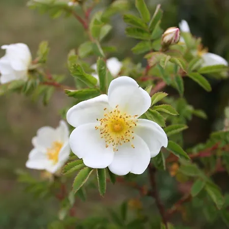 Duenenrose *